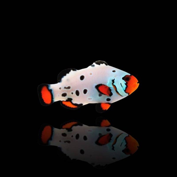 Amphiprion Ocellaris Frostbite