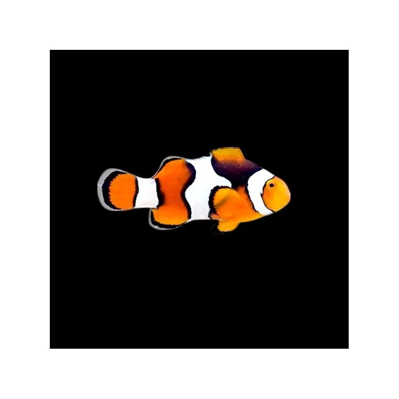 Amphiprion Percula