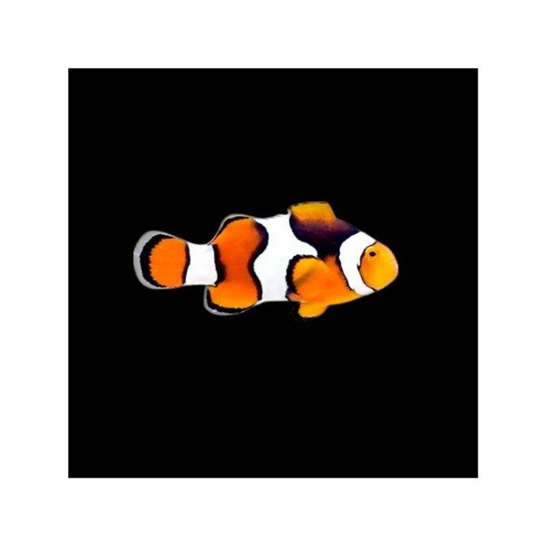 Amphiprion Percula
