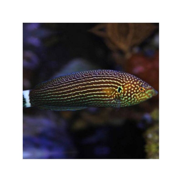 anampses lineatus
