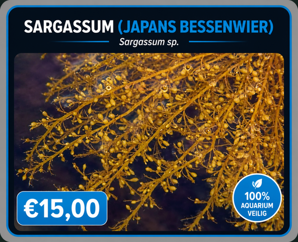 Sargassum (Japans bessenwier)