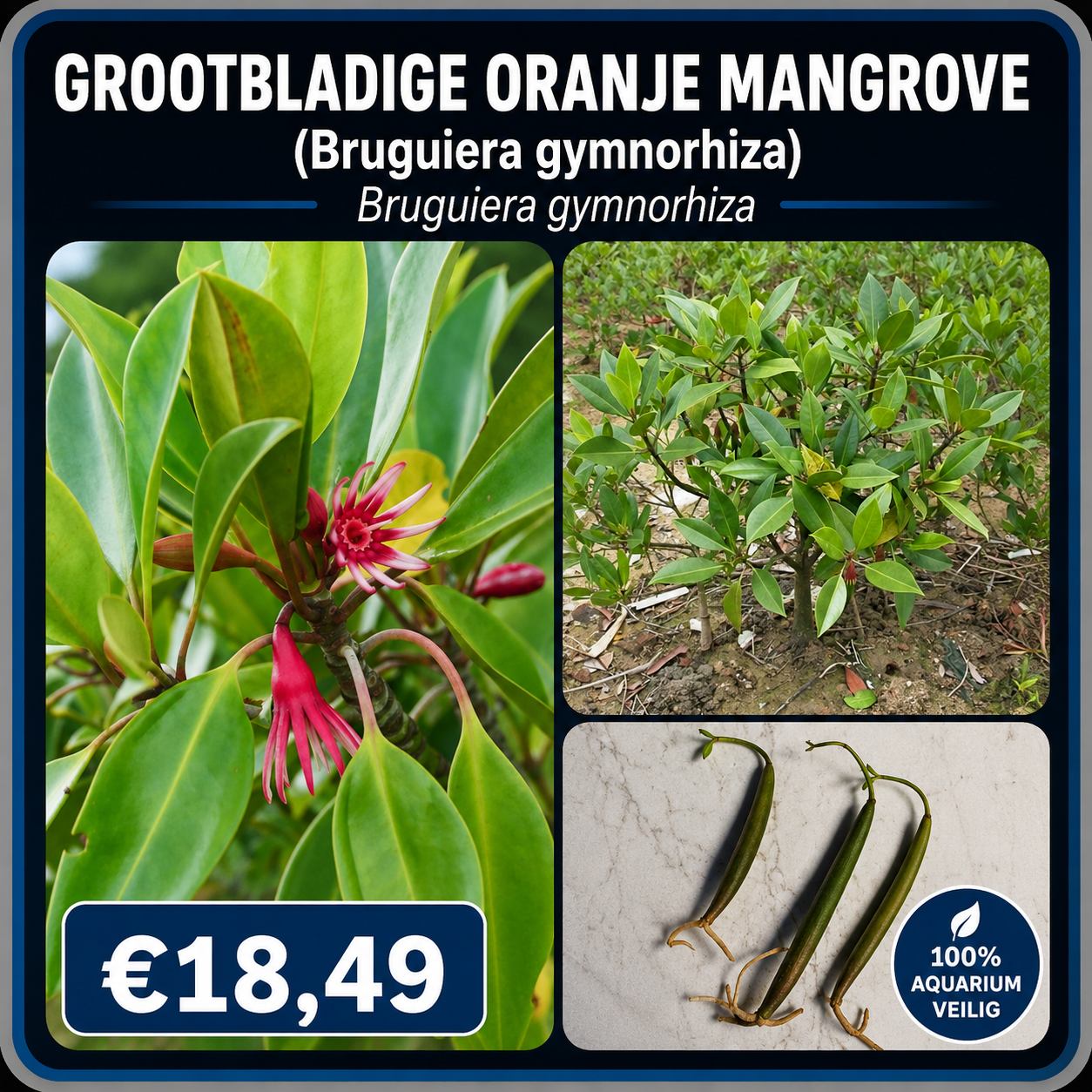 Grootbladige oranje mangrove (Bruguiera gymnorhiza)