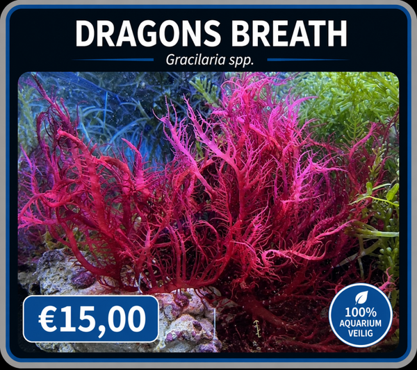 dragons breath