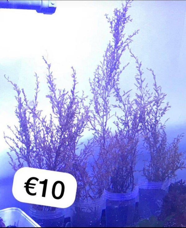 Sargassum (japans bessenwier)