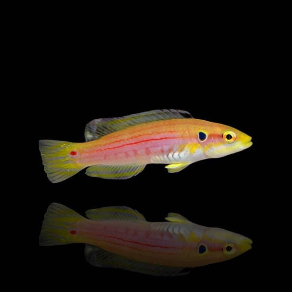 Bodianus Bimaculatus
