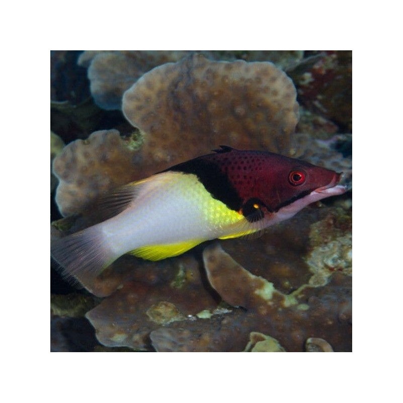 Bodianus Mesothorax