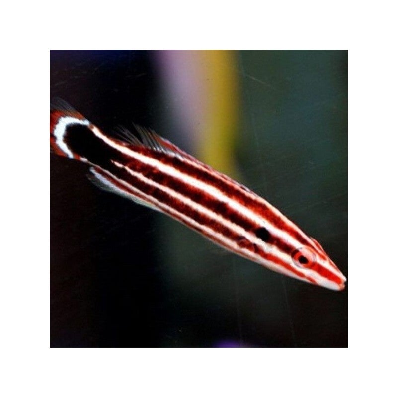 bodianus sepiacaudus