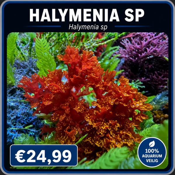 Halymenia Sp