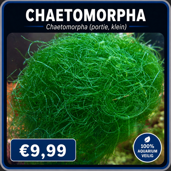 Chaetomorpha (portie)