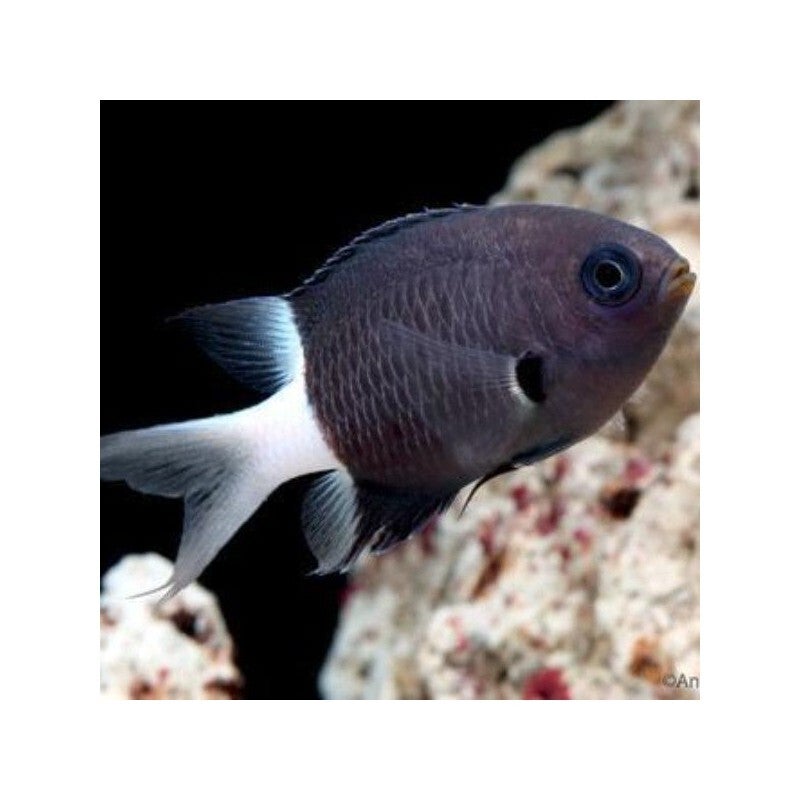 Chromis Bicolor