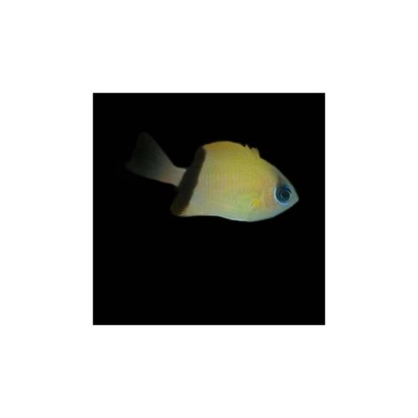 Chromis Retrofasciata