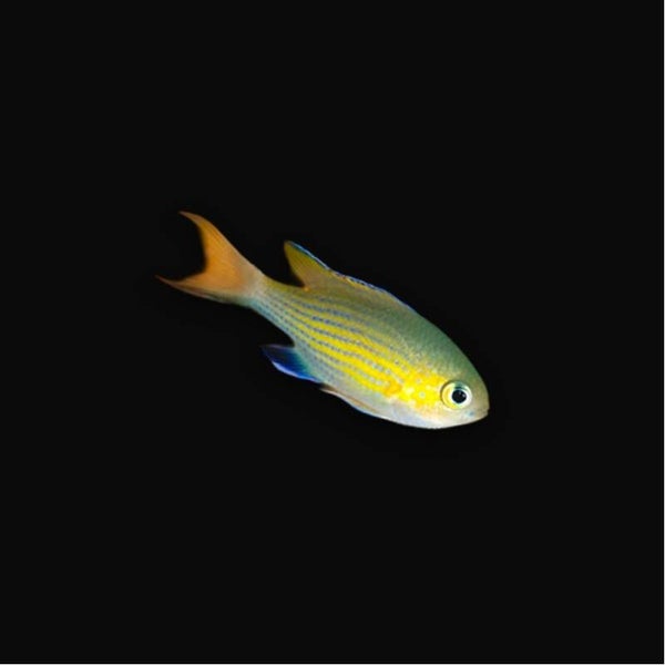 Chromis Vanderbilt