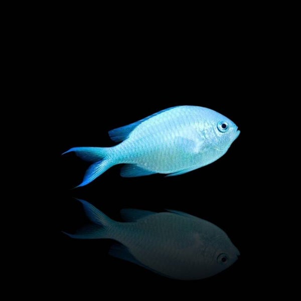Chromis Viridis