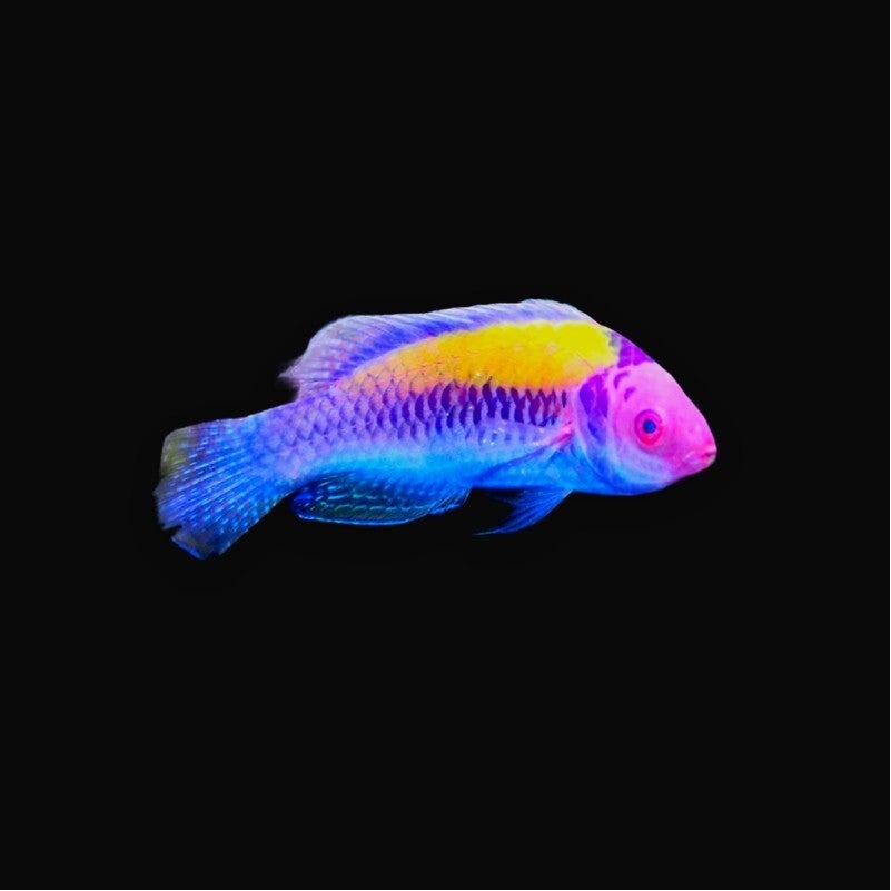 Cirrhilabrus Aurantidorsalis