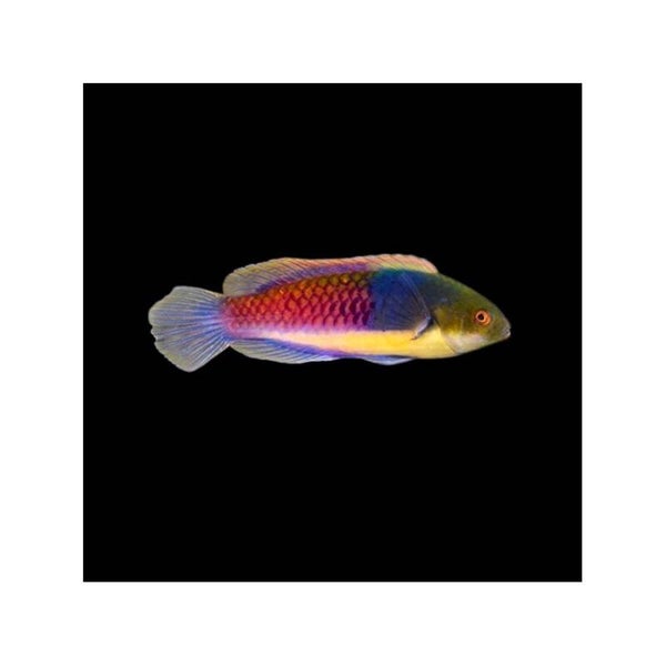 Cirrhilabrus Cyanopleura