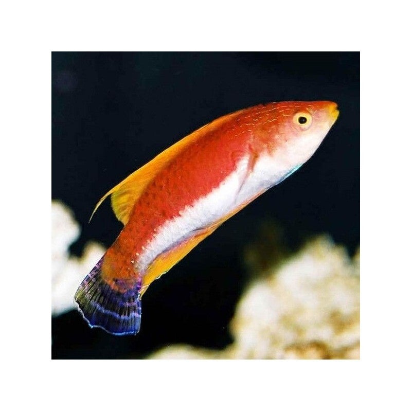 Cirrhilabrus Filamentosus