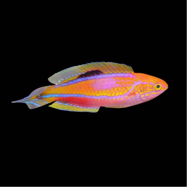 Cirrhilabrus Isosceles