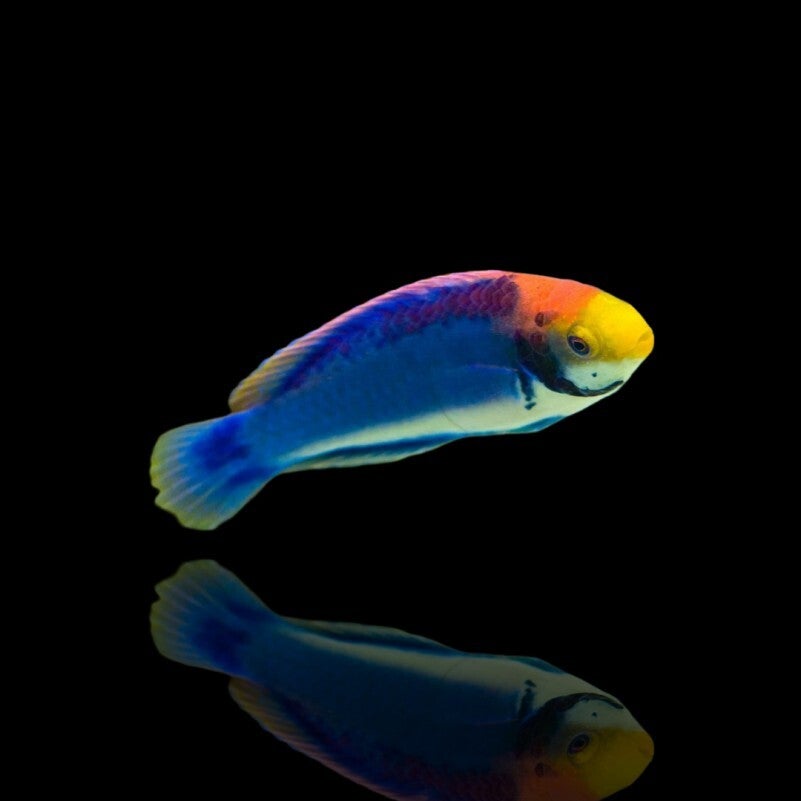 Cirrhilabrus Solorensis (bali)