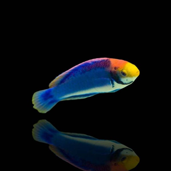 Cirrhilabrus Solorensis (bali)