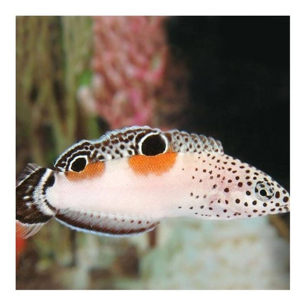 Coris Aygula