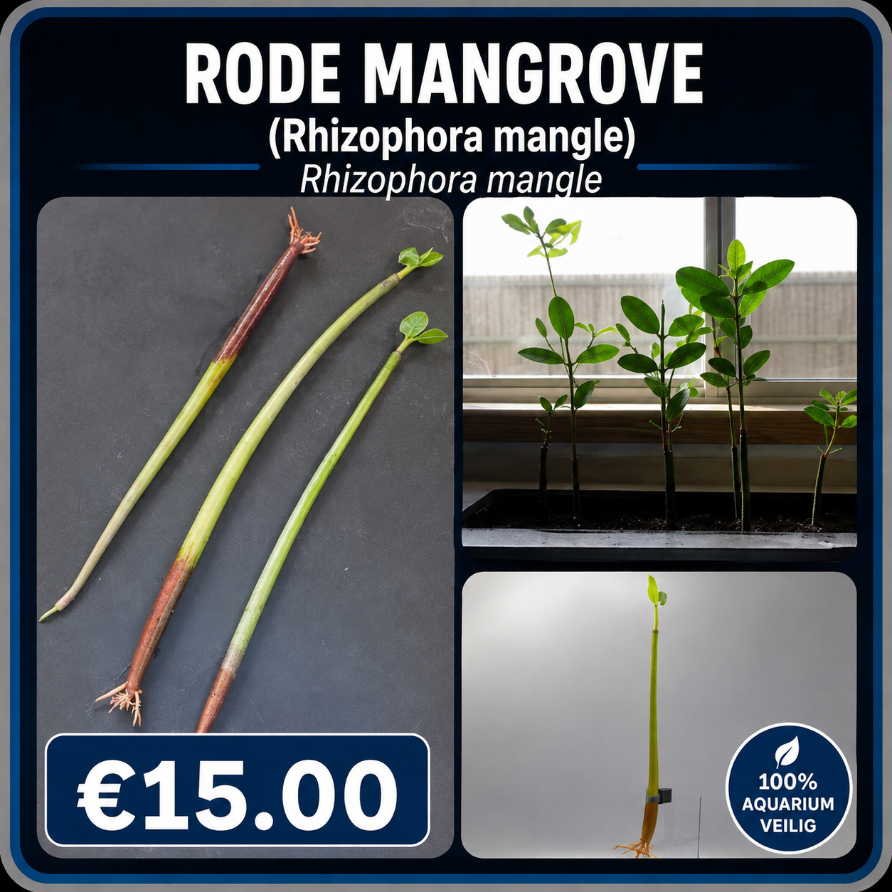 Rode mangrove (Rhizophora mangle)