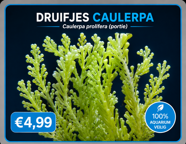 Grape Caulerpa (druifjes wier)