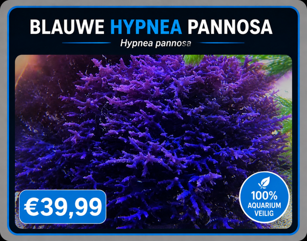 blauwe Hypnea pannosa