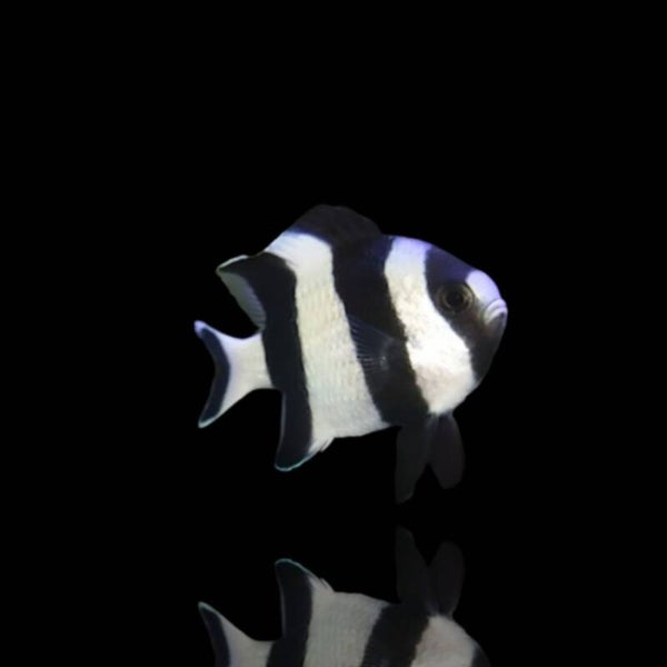 Dascyllus melanurus