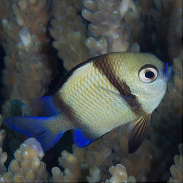 Dascyllus Reticulatus