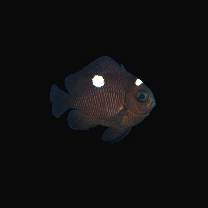Dascyllus Trimaculatus