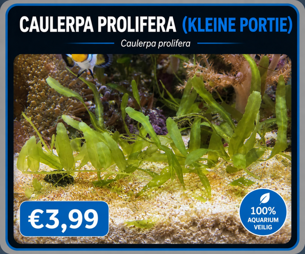 Caulerpa Prolifera Dwerg (kleine portie)