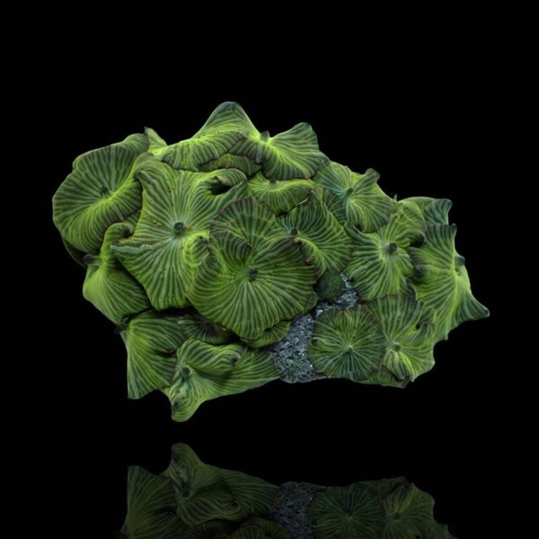 Discosoma sp. Assorted on rock