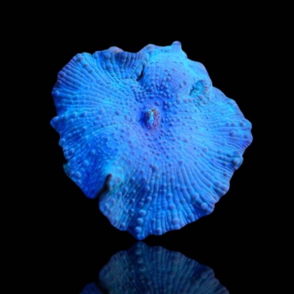 Discosoma Ultra Blue ( prijs per oor )