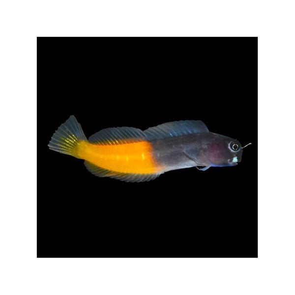 Ecsenius Bicolor