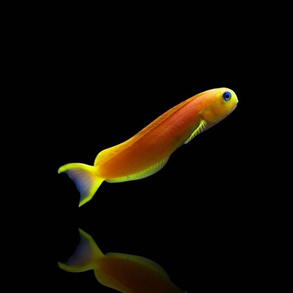 Ecsenius Midas