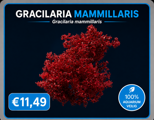 Gracilaria Mammillaris
