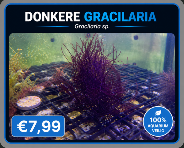 Donkere Gracilaria