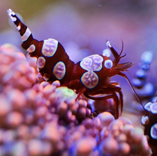Dansgarnaal (Thor Amboinensis)