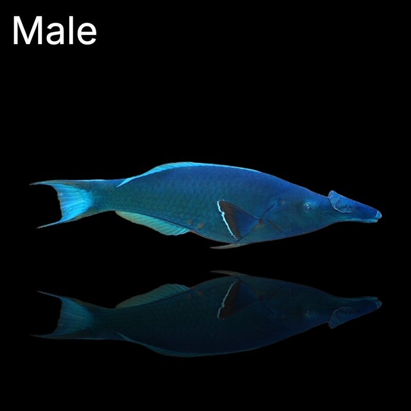 gomphosus caeruleus (man)