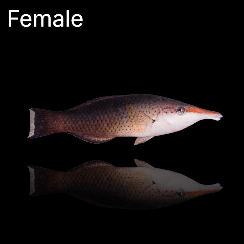 Gomphosus Caeruleus (vrouw)