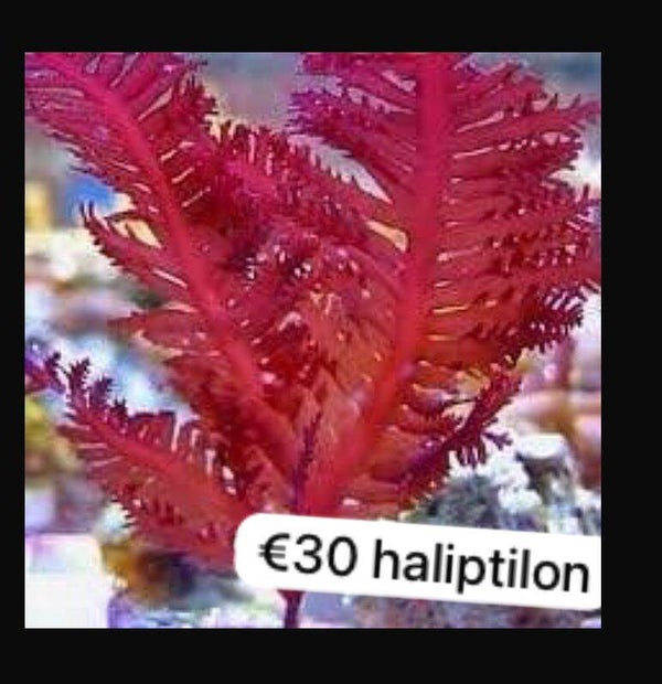 haliptilon