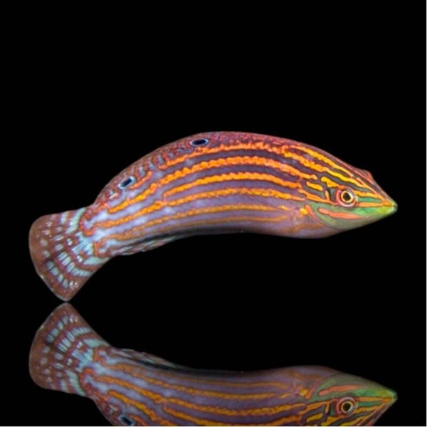 Halichoeres Cosmetus