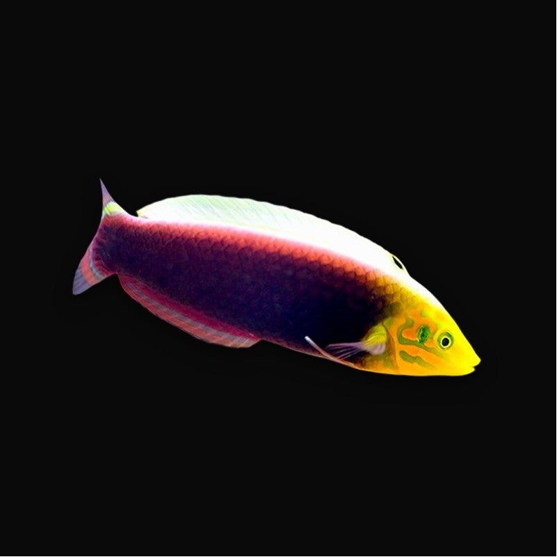 Halichoeres Iridis