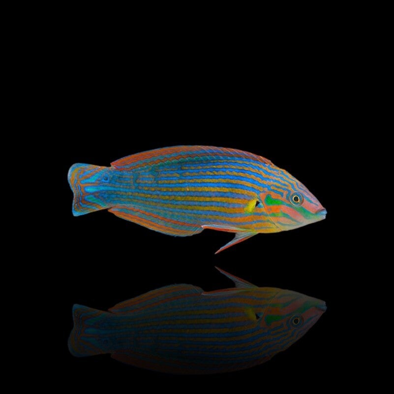 Halichoeres Melanurus