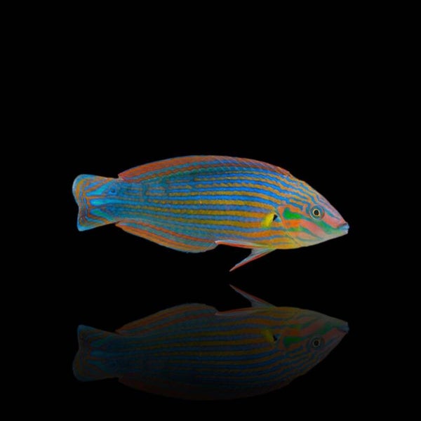 Halichoeres Melanurus
