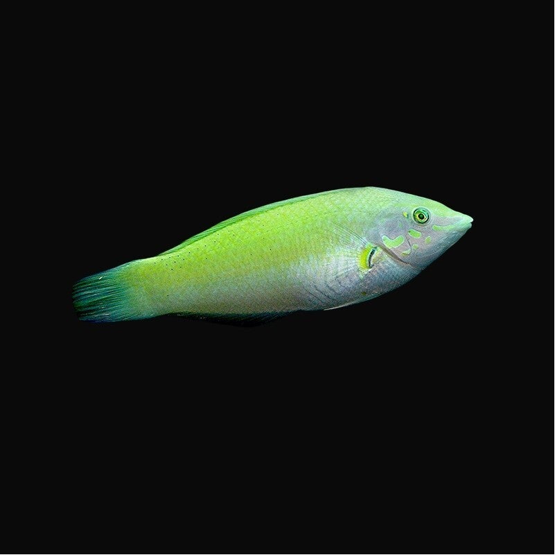 Halichoerus Chloropterus