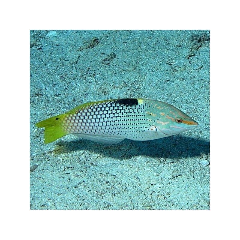 Halichoerus Hortulanus