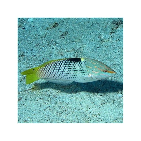 Halichoerus Hortulanus