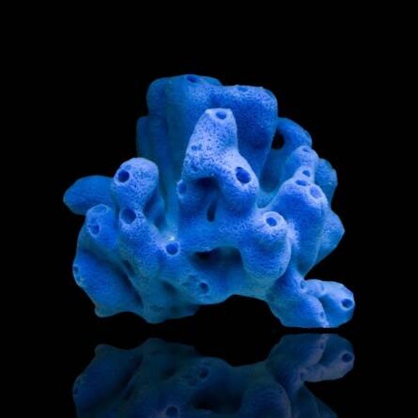 Haliclona Sponge Blue S