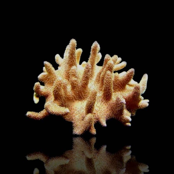 Lobophytum S